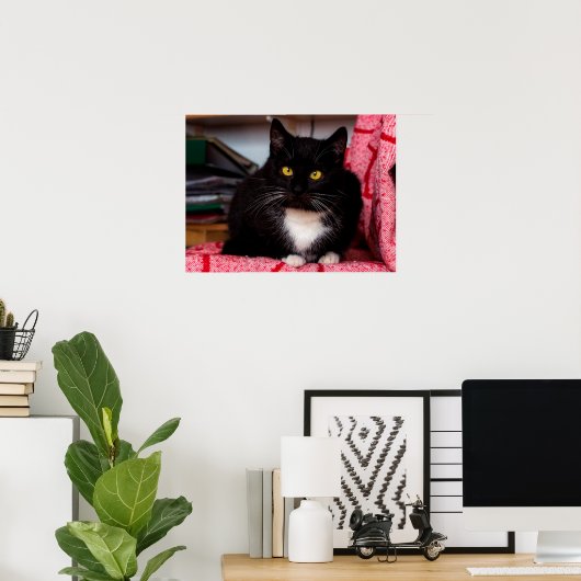  Poster met zwarte en witte katjes (Thuiskantoor)