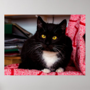 Poster met zwarte en witte katjes