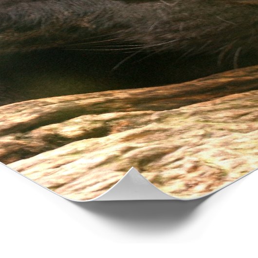 Poster met zwarte panthersliep (Hoek)