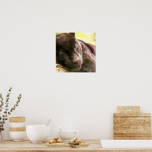 Poster met zwarte panthersliep (Keuken)