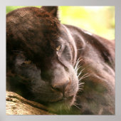 Poster met zwarte panthersliep (Voorkant)