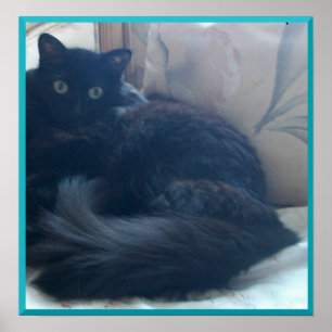 Poster met zwarte Perzische kat