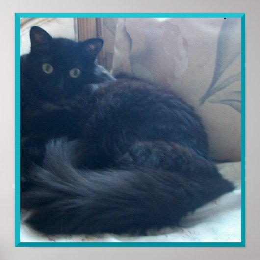 Poster met zwarte Perzische kat (Voorkant)