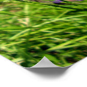 Poster met zwarte veinen witte vlinder (Hoek)