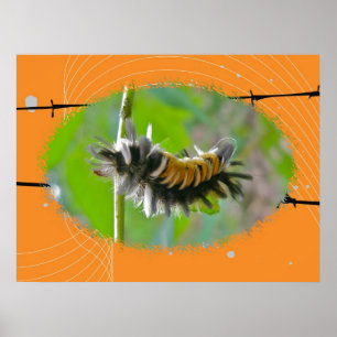 Poster Milkweed Tussock Moth Caterpijler