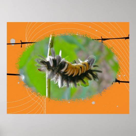 Poster Milkweed Tussock Moth Caterpijler (Voorkant)