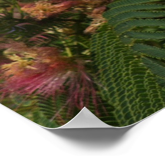 Poster Mimosa-boom (Hoek)