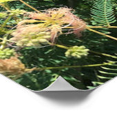 Poster Mimosa Tree Blooms (Hoek)