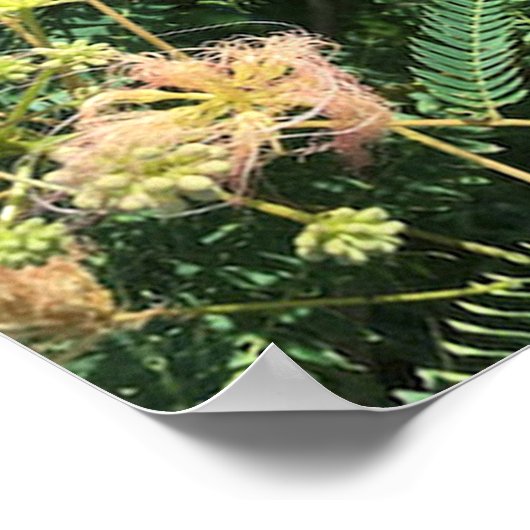 Poster Mimosa Tree Blooms (Hoek)