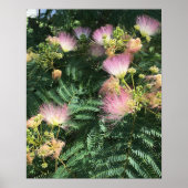 Poster Mimosa Tree Blooms (Voorkant)