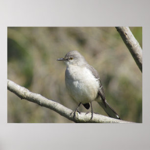 Poster - Mockingvogel