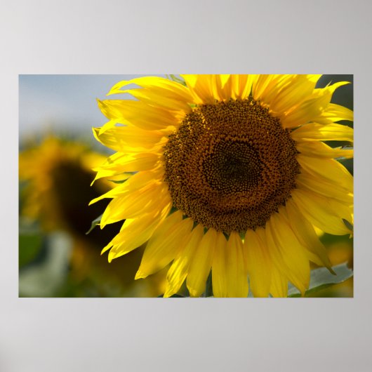Poster - Mooie Gele Zonnebloem Close-up (Voorkant)