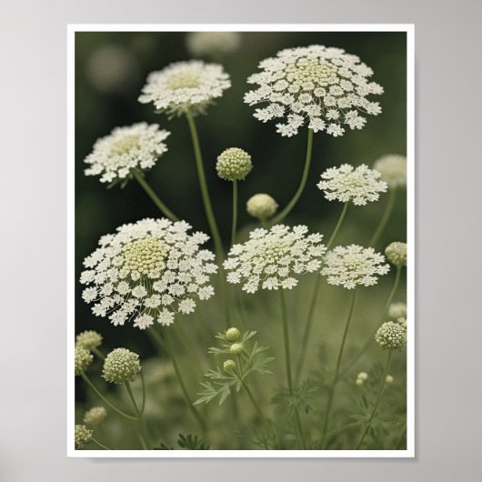Poster Mooie Queen Anne's Lace Flower Wall Art (Voorkant)