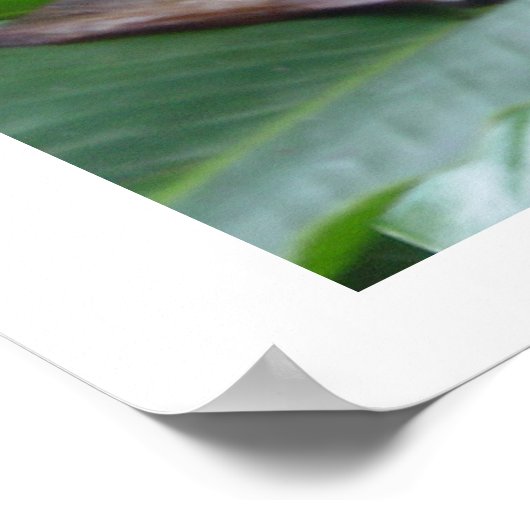 poster, mooie roze bloem in Jamaica Poster (Hoek)