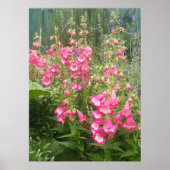 Poster mooie roze Penstemon Vloer Garden (Voorkant)