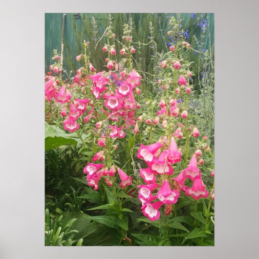 Poster mooie roze Penstemon Vloer Garden (Voorkant)