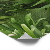 Poster mooie roze Penstemon Vloer Garden (Hoek)