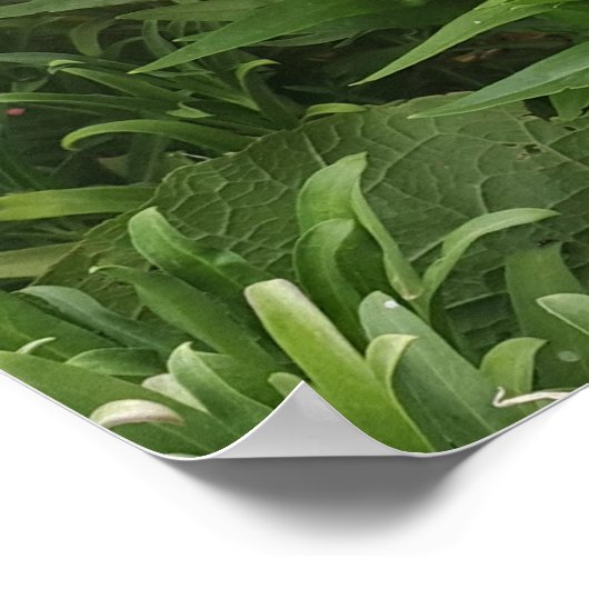 Poster mooie roze Penstemon Vloer Garden (Hoek)