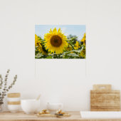 Poster - Mooie zonnebloemveld  (Keuken)