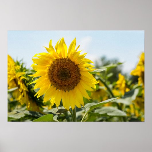 Poster - Mooie zonnebloemveld (Voorkant)
