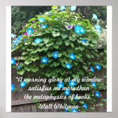 Poster/Morning Glory Poster (Voorkant)