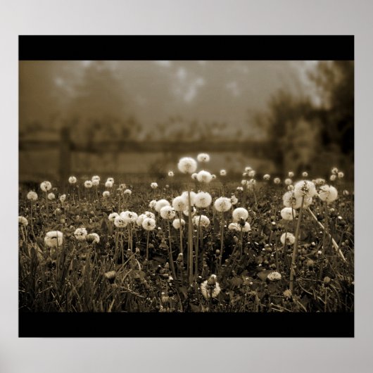 Poster Morning Mist Dandelions (Voorkant)