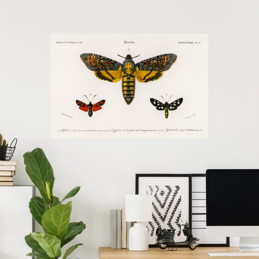Poster  Moth Illustration (Thuiskantoor)