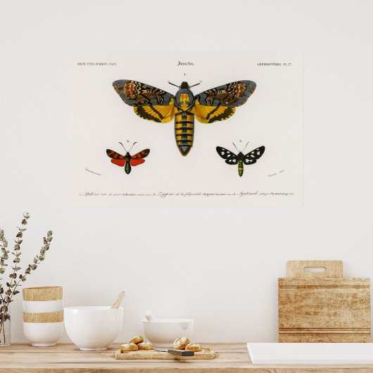 Poster Moth Illustration (Keuken)