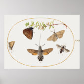 Poster  Moth Illustration (Voorkant)