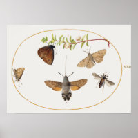 Poster  Moth Illustration