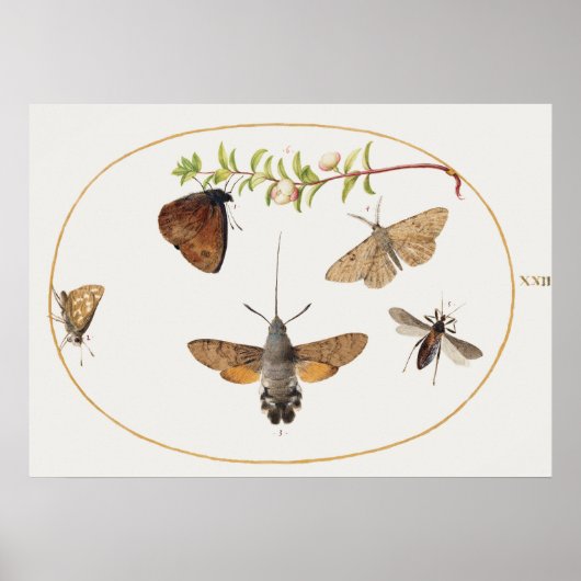 Poster  Moth Illustration (Voorkant)
