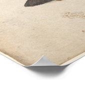 Poster  Moth Illustration (Hoek)