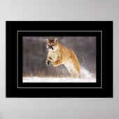 Poster-Mountain Lion Poster (Voorkant)