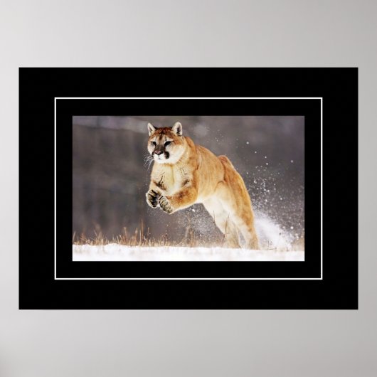 Poster-Mountain Lion Poster (Voorkant)