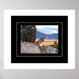 Poster-Mountain Lion Poster