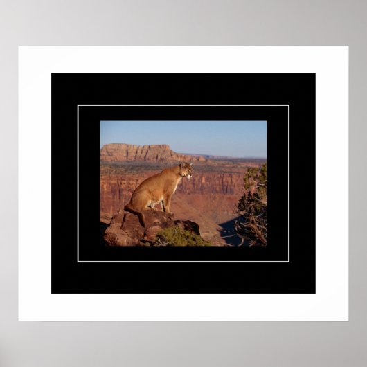 Poster-Mountain Lion Poster (Voorkant)