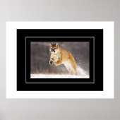 Poster-Mountain Lion Poster (Voorkant)