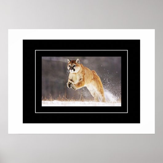 Poster-Mountain Lion Poster (Voorkant)