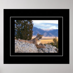Poster-Mountain Lion Poster