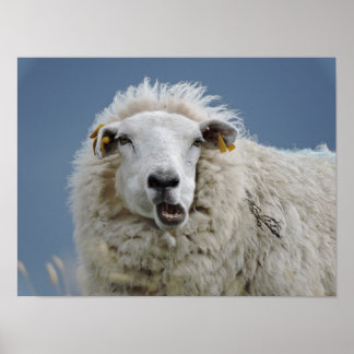 Poster mouton leuk