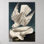  Poster Muur Kunst-IJsland Jer Falcon (Voorkant)