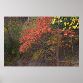 Poster najaarbomen