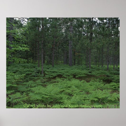 Poster / Nationale afvalstortplaats van Michigan (Voorkant)