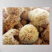 Poster Natuurlijke Sponges (Voorkant)