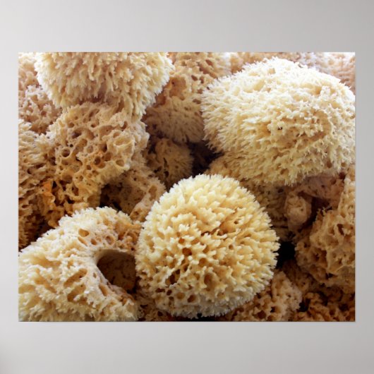 Poster Natuurlijke Sponges (Voorkant)