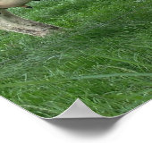 Poster Nederlandse ZuivelKoeien Afdrukcadeaus (Hoek)