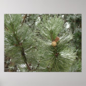 Poster neuspijnbomen (Voorkant)