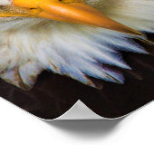 Poster Noordamerikaanse Bald Eagle (Hoek)