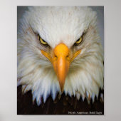 Poster Noordamerikaanse Bald Eagle (Voorkant)