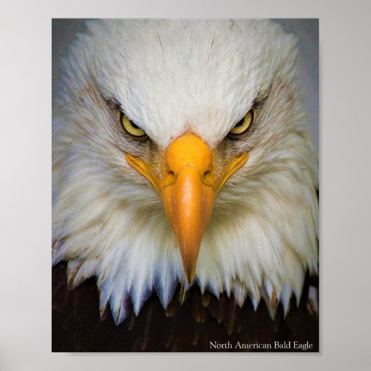 Poster Noordamerikaanse Bald Eagle (Voorkant)